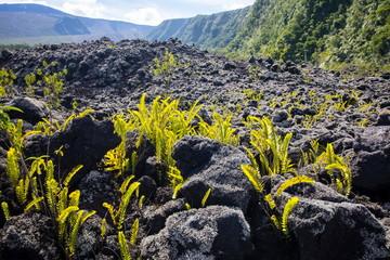 Jeunes pousses sur la terre de lave à la Réunion